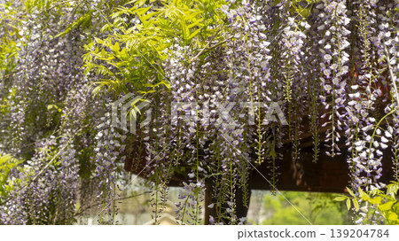 wisteria wisteria 139204784