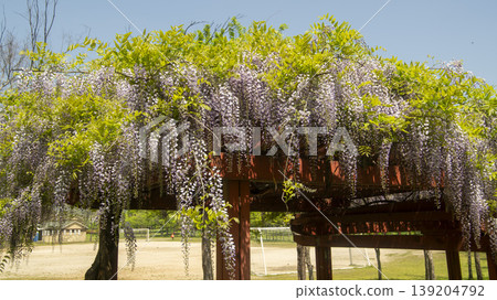 wisteria wisteria 139204792