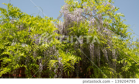 wisteria wisteria 139204795