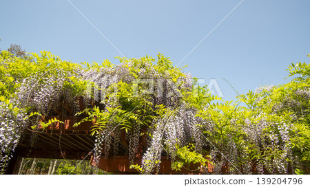wisteria wisteria 139204796