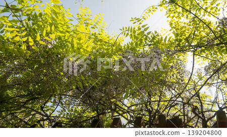 wisteria wisteria 139204800