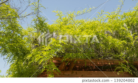 wisteria 139204802