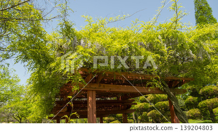 wisteria wisteria 139204803