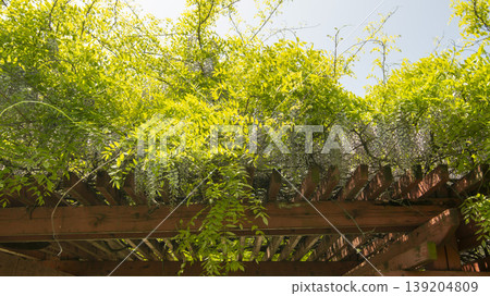 wisteria wisteria 139204809