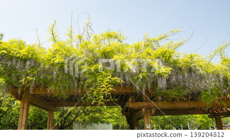 wisteria wisteria 139204812