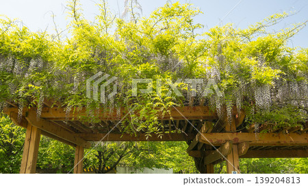 wisteria wisteria 139204813