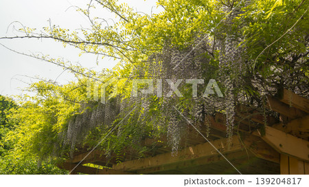 wisteria wisteria 139204817