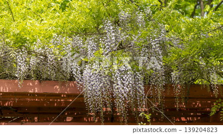 wisteria wisteria 139204823