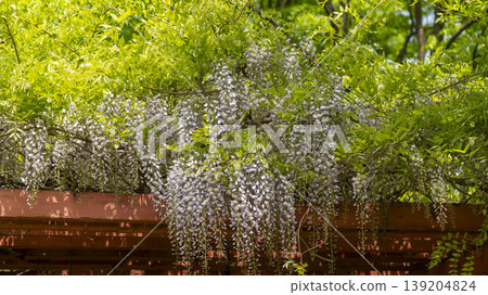 wisteria wisteria 139204824