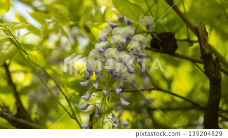 wisteria wisteria 139204829