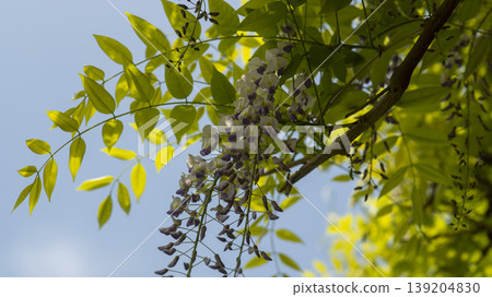 wisteria 139204830