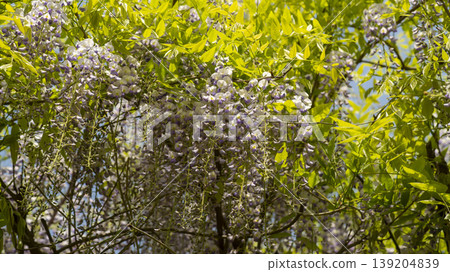 wisteria wisteria 139204839