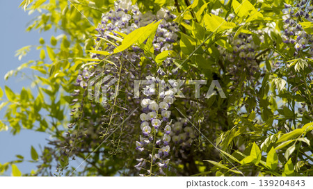 wisteria wisteria 139204843