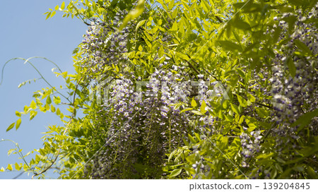 wisteria wisteria 139204845