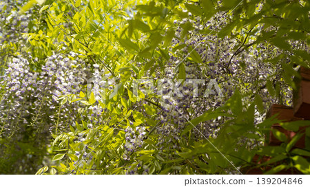 wisteria wisteria 139204846