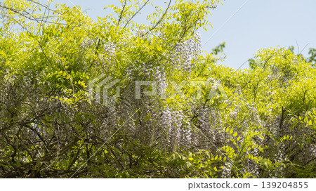 wisteria 139204855