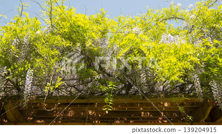 wisteria wisteria 139204915