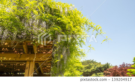 wisteria 139204917