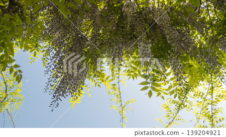 wisteria 139204921