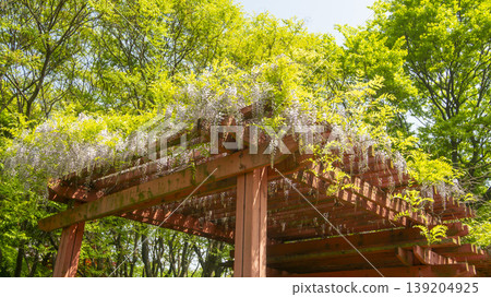 wisteria 139204925