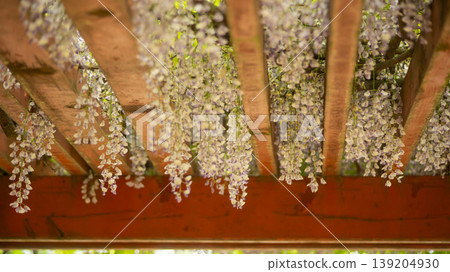 wisteria 139204930