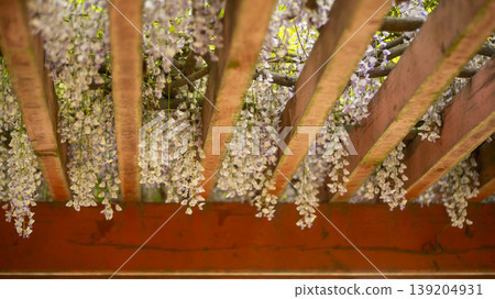wisteria 139204931