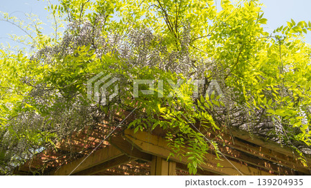 wisteria 139204935
