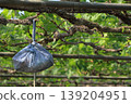Bags hanging in the vineyard 139204951