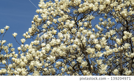 magnolia 139204971