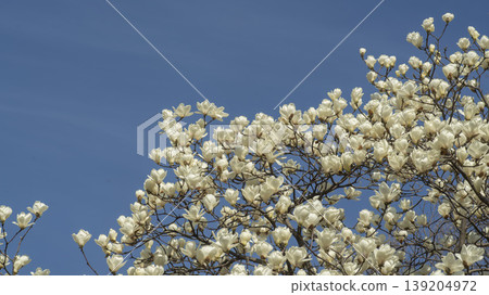 magnolia 139204972