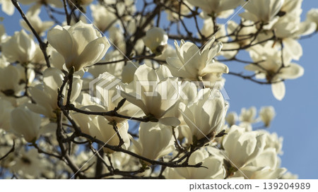 magnolia 139204989