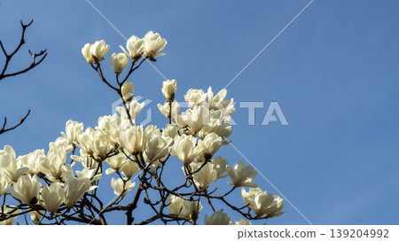 magnolia magnolia 139204992