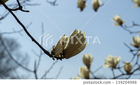 magnolia 139204998