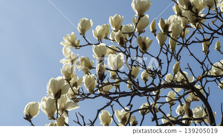 magnolia magnolia 139205019