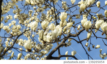 magnolia 139205054