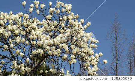 magnolia magnolia 139205079