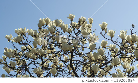 magnolia magnolia 139205084