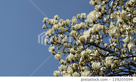 magnolia 139205094