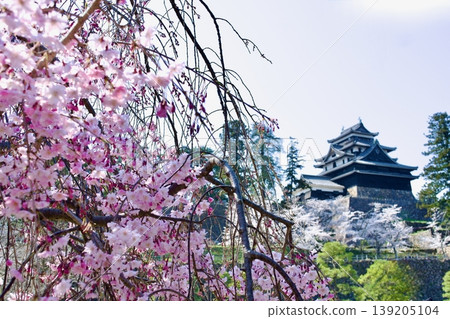 Weeping cherry blossoms and the national treasure Matsue Castle Weeping cherry blossoms and the national treasure Matsue Castle 139205104