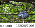 Bags hanging in the vineyard 139205106