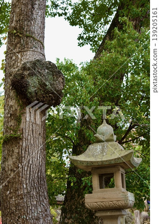 松江神社內的槲寄生 139205161
