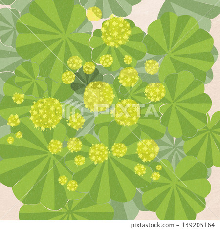 Alchemilla Morris 139205164