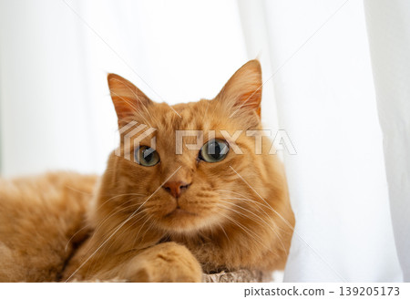 Cute cat relaxing by the window: brown tabby cat Cute cat relaxing by the window: brown tabby cat 139205173