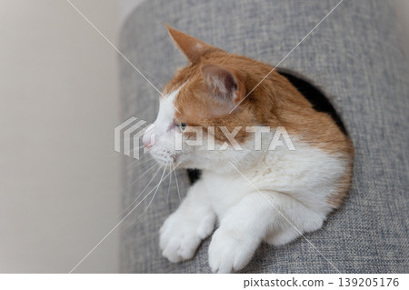 A cat sticking its head out of the cat tower Brown tiger white A cat sticking its head out of the cat tower Brown tiger white 139205176