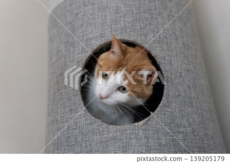 A cat sticking its head out of the cat tower Brown tiger white A cat sticking its head out of the cat tower Brown tiger white 139205179
