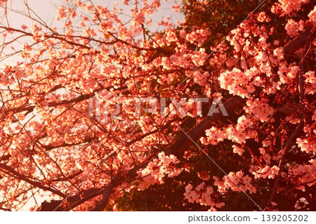 Evening cherry tree Evening cherry tree 139205202