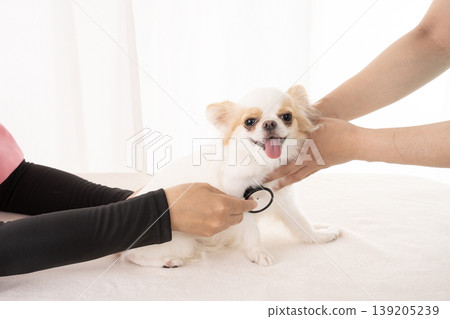 獸醫和護士正在檢查一隻吉娃娃犬。 獸醫和護士正在檢查一隻吉娃娃犬。 139205239