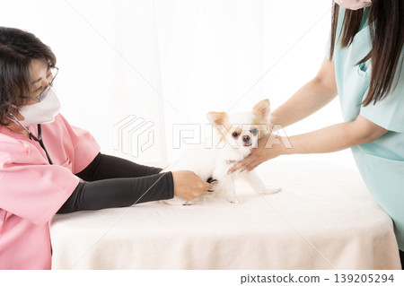 The hands of a veterinarian and nurse examining a Chihuahua. The hands of a veterinarian and nurse examining a Chihuahua. 139205294