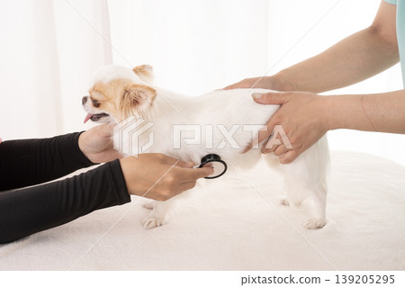 The hands of a veterinarian and nurse examining a Chihuahua. 139205295