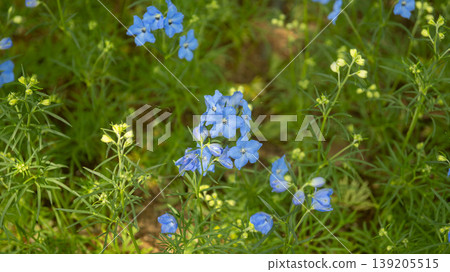 International Flower Exhibition 139205515
